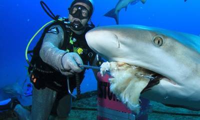 A diver who is wearing chainmail armor is feeding shark.